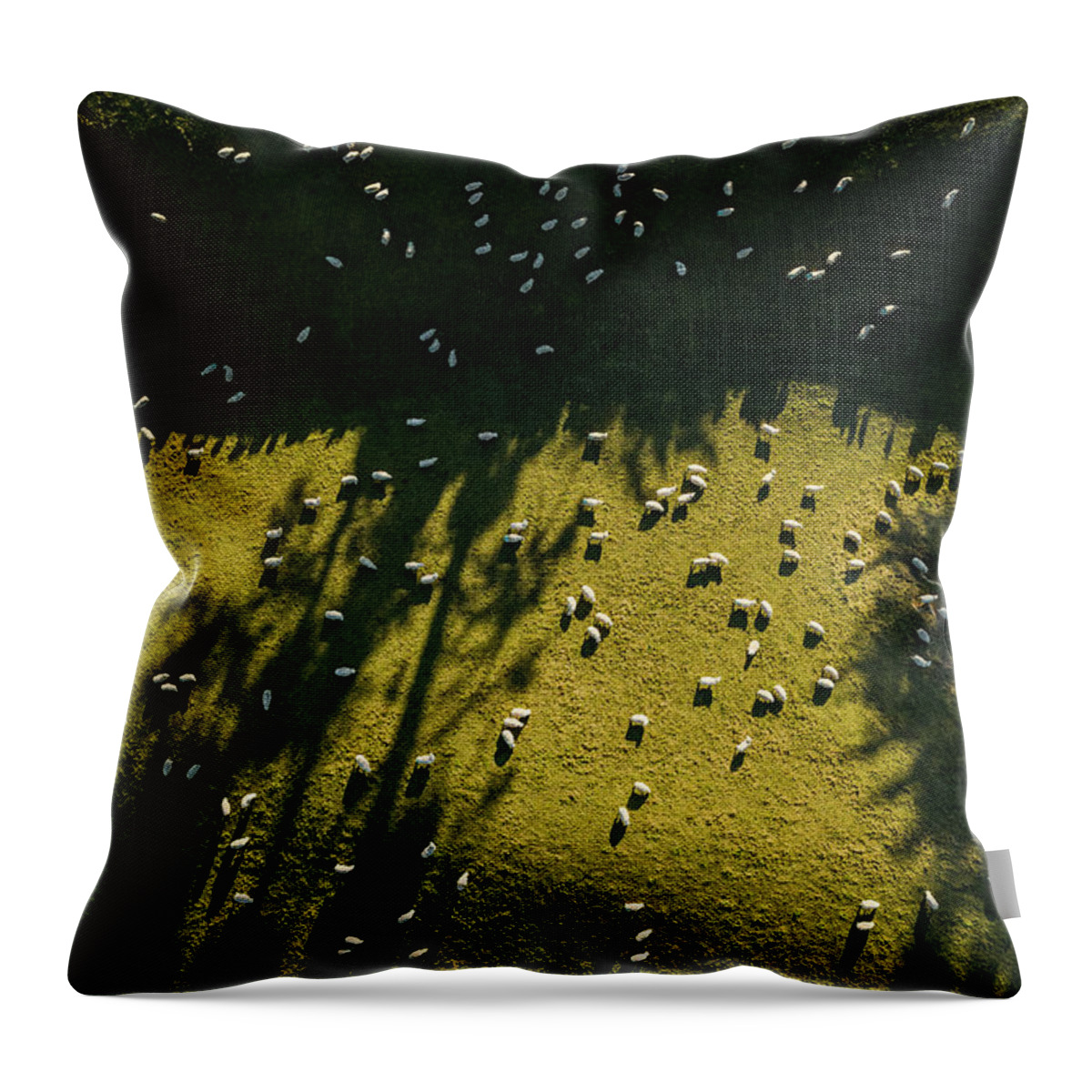 Grass Throw Pillow featuring the photograph Aerial View Of Sheep Grazing by Jason Hosking