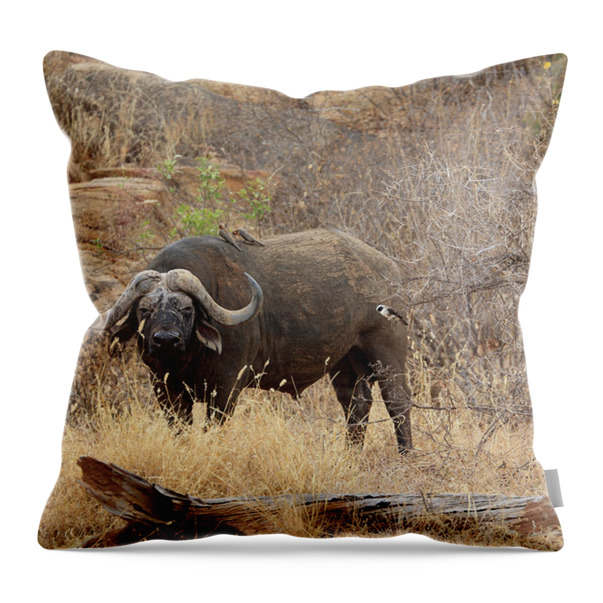 Horned Throw Pillow featuring the photograph African Buffalo,tsavo National Park by Vincenzo Lombardo