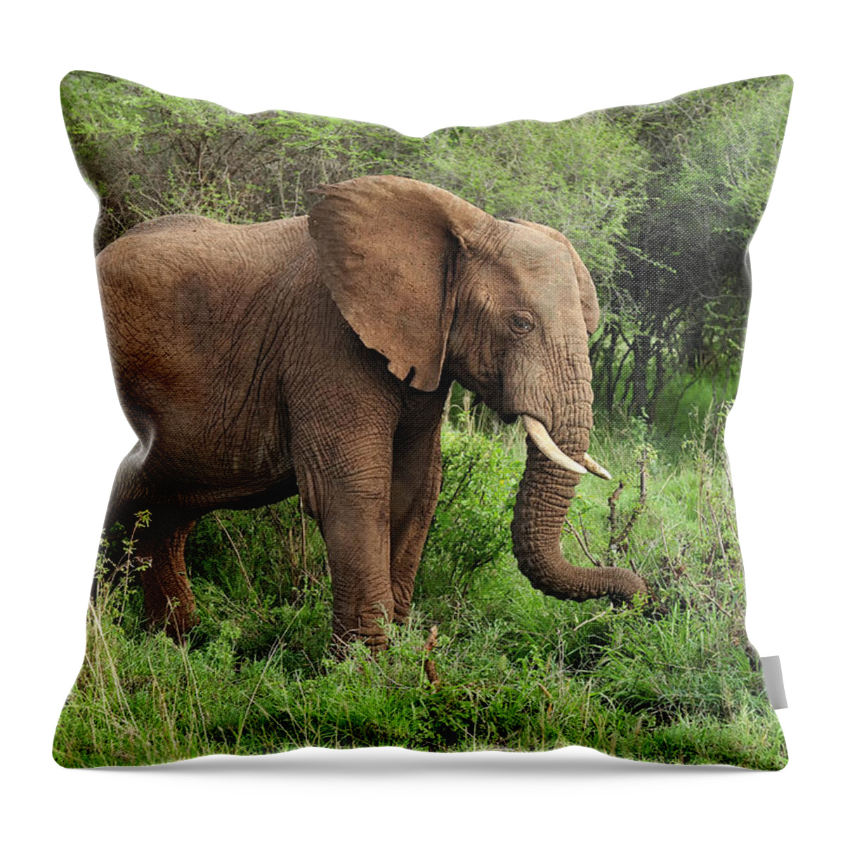 Thomas Marent Throw Pillow featuring the photograph African Elephant Grazing Serengeti by Thomas Marent