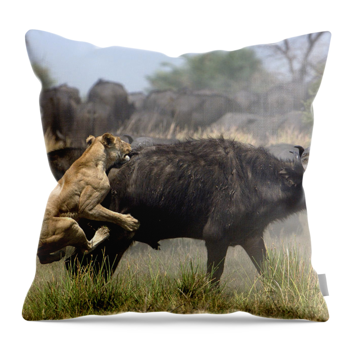 Feb0514 Throw Pillow featuring the photograph African Lion Attacking Cape Buffalo by Pete Oxford