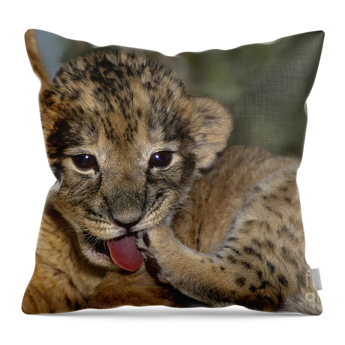 African Lion Throw Pillow featuring the photograph African Lion Cub Wildlife Rescue by Dave Welling