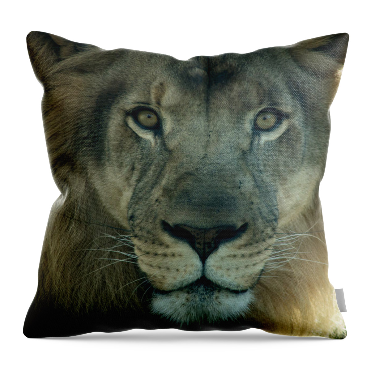 Lion Throw Pillow featuring the photograph African Lion by David Rucker