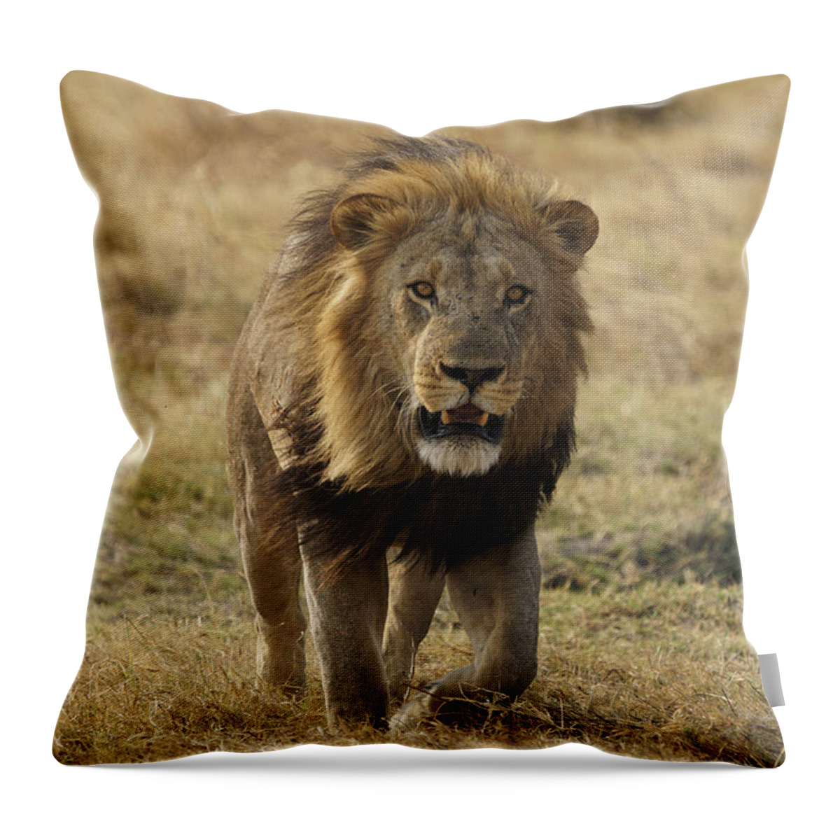 Hiroya Minakuchi Throw Pillow featuring the photograph African Lion On Savanna Masai Mara Kenya by Hiroya Minakuchi