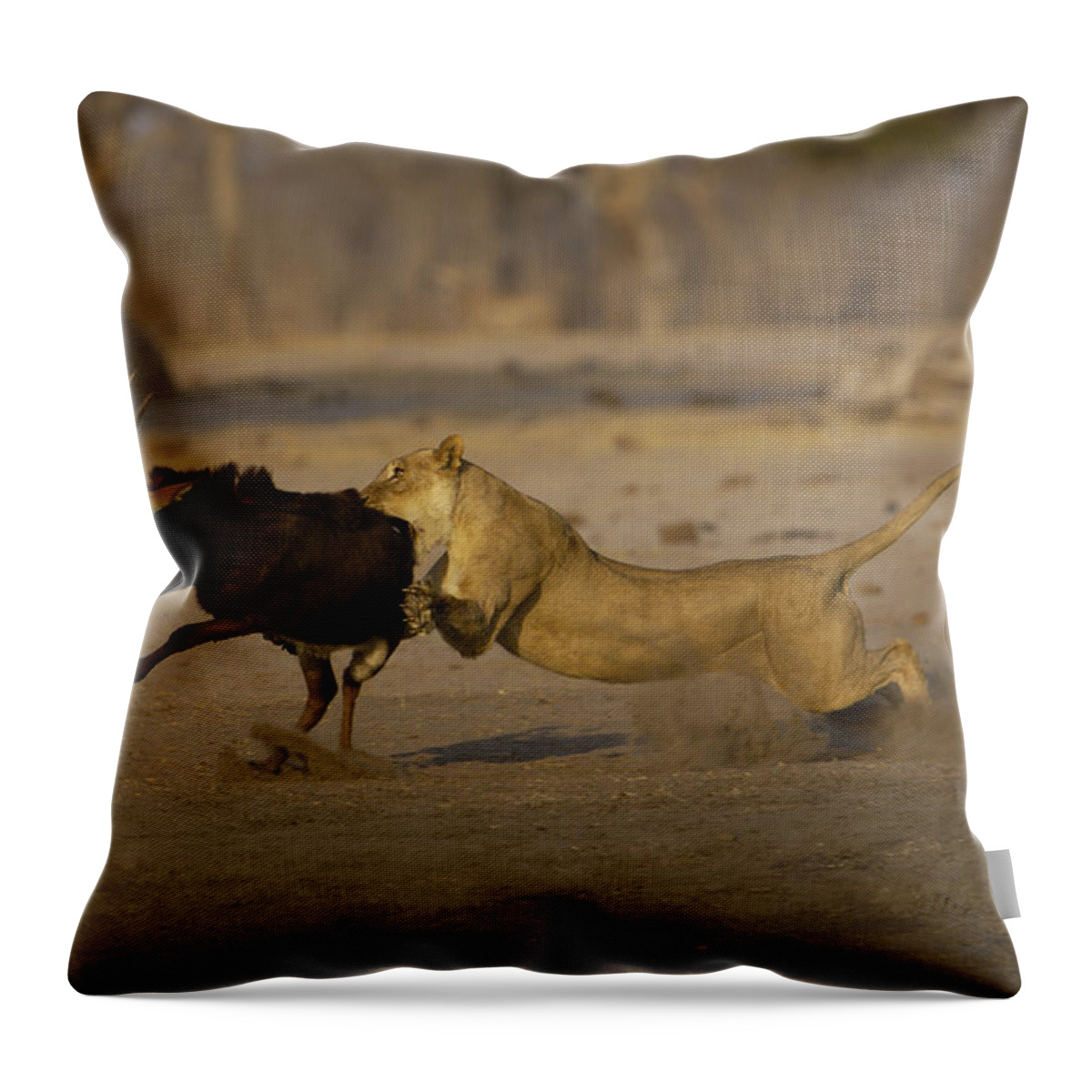 Feb0514 Throw Pillow featuring the photograph African Lioness Attacking Sable by Pete Oxford