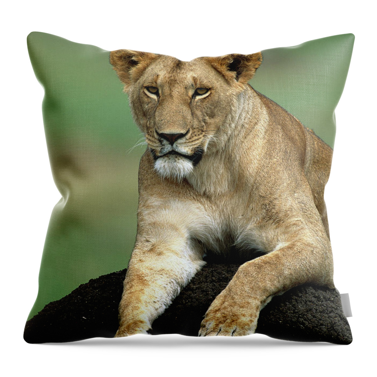00344492 Throw Pillow featuring the photograph Lioness in Masai Mara by Yva Momatiuk and John Eastcott