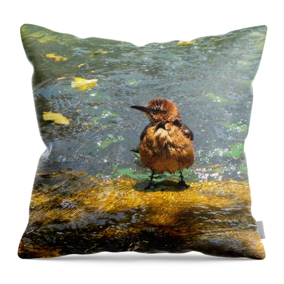 Bird Throw Pillow featuring the photograph After Bath by MTBobbins Photography