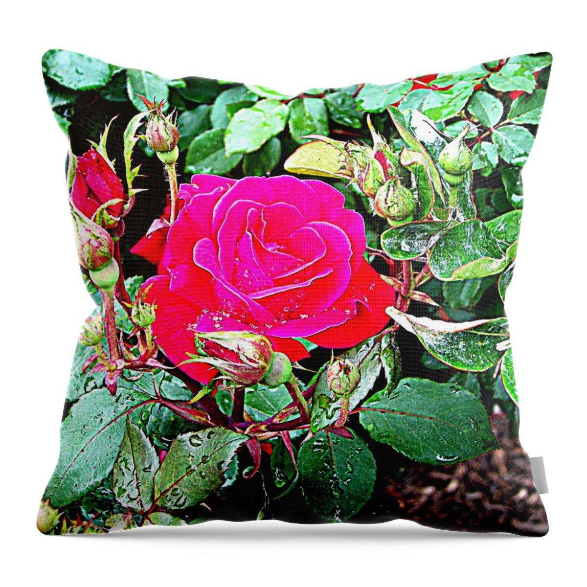 Rose Throw Pillow featuring the photograph After The Rain by Pamela Hyde Wilson