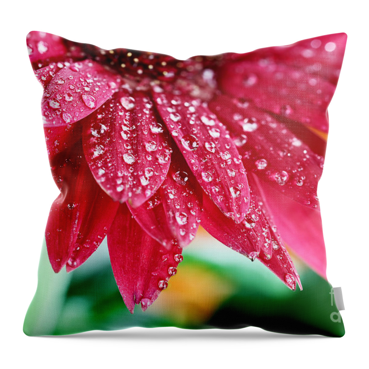 Gerbera Daisy Throw Pillow featuring the photograph After The Rain by Stephanie Frey
