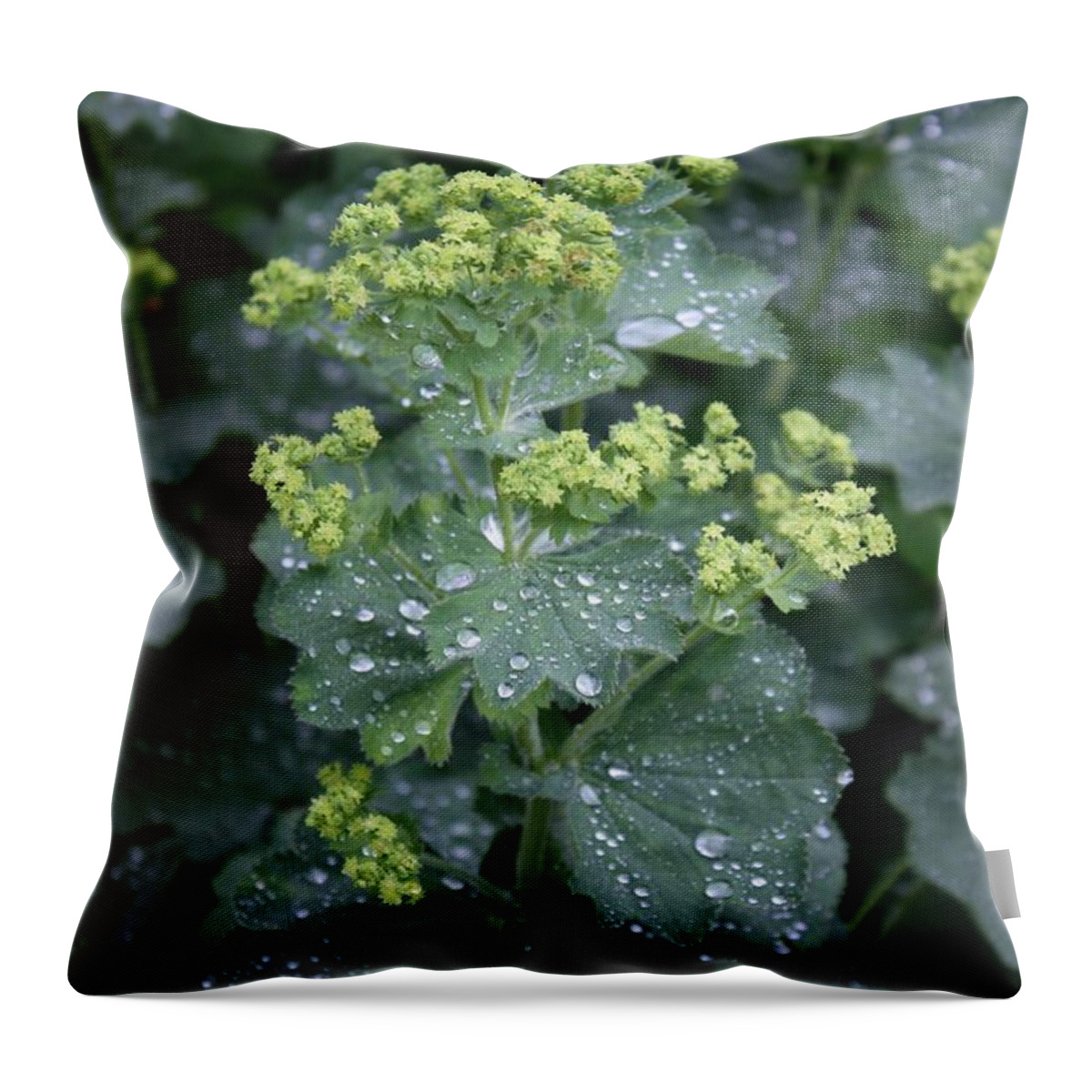 Plant Throw Pillow featuring the photograph After the rain by Susanne Baumann