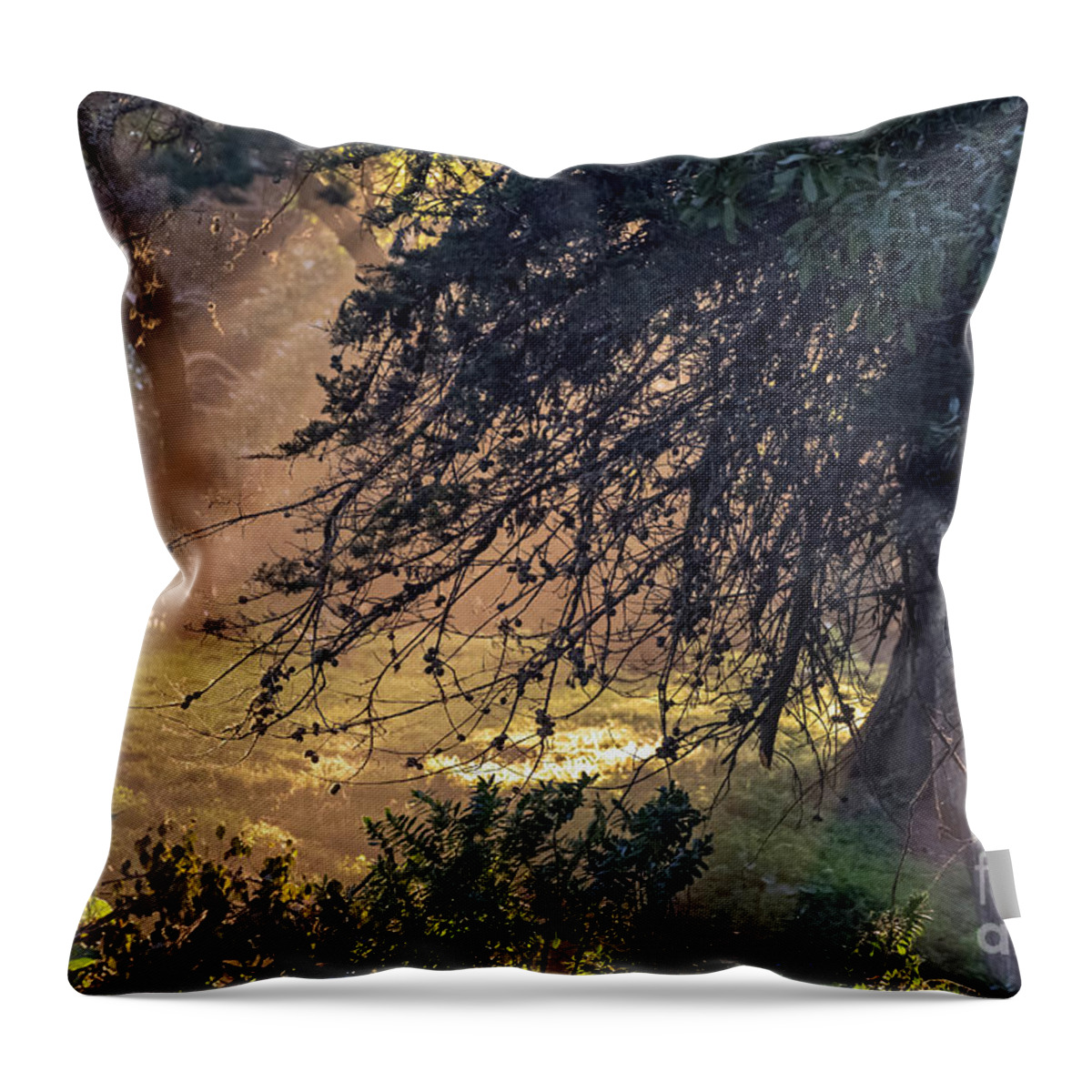 Brown Throw Pillow featuring the photograph Afternoon Sunrays by Kate Brown