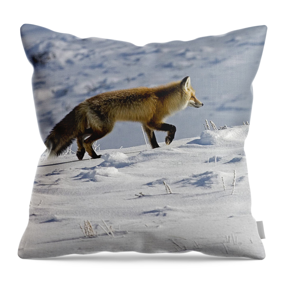 Vulpes Vulpes Throw Pillow featuring the photograph Against The Glare-Signed by J L Woody Wooden
