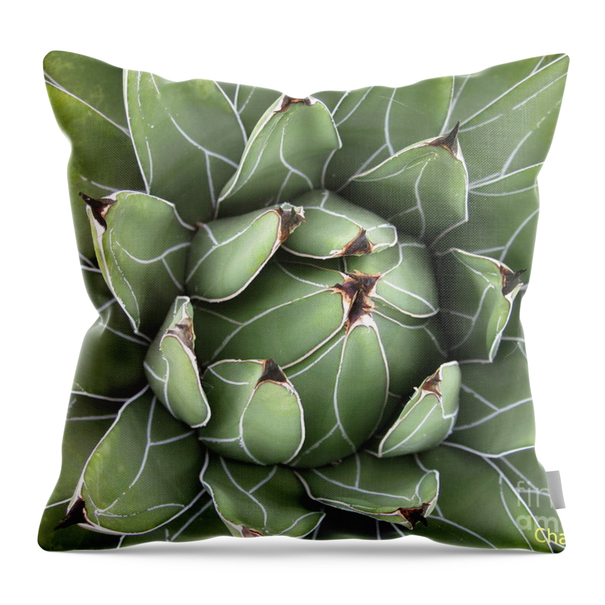 Agave Throw Pillow featuring the photograph Agave by Chani Demuijlder