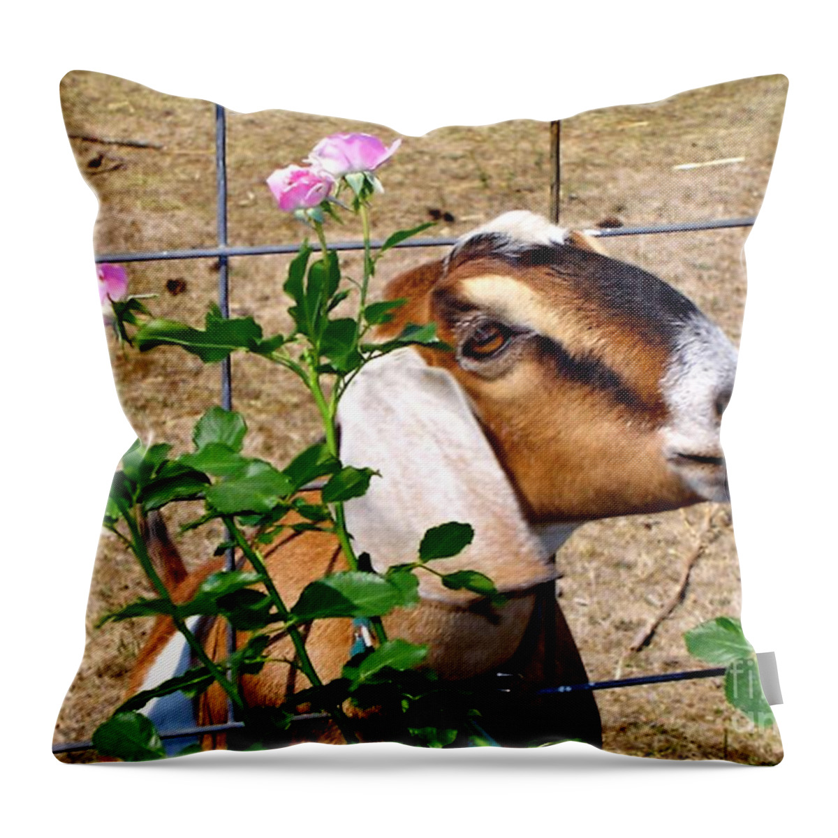 Animals Throw Pillow featuring the photograph Ah I Do Love A Rose by Julia Hassett