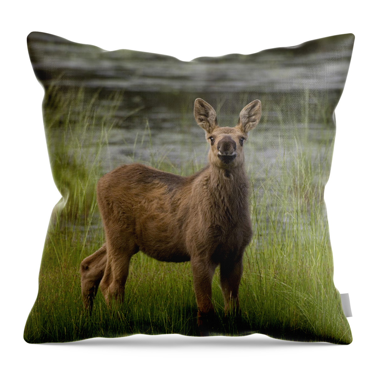 Feb0514 Throw Pillow featuring the photograph Alaska Moose Calf Standing In Marsh by Michael Quinton