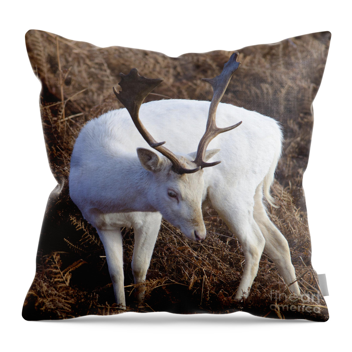 Deer Throw Pillow featuring the photograph Albino deer by Steev Stamford
