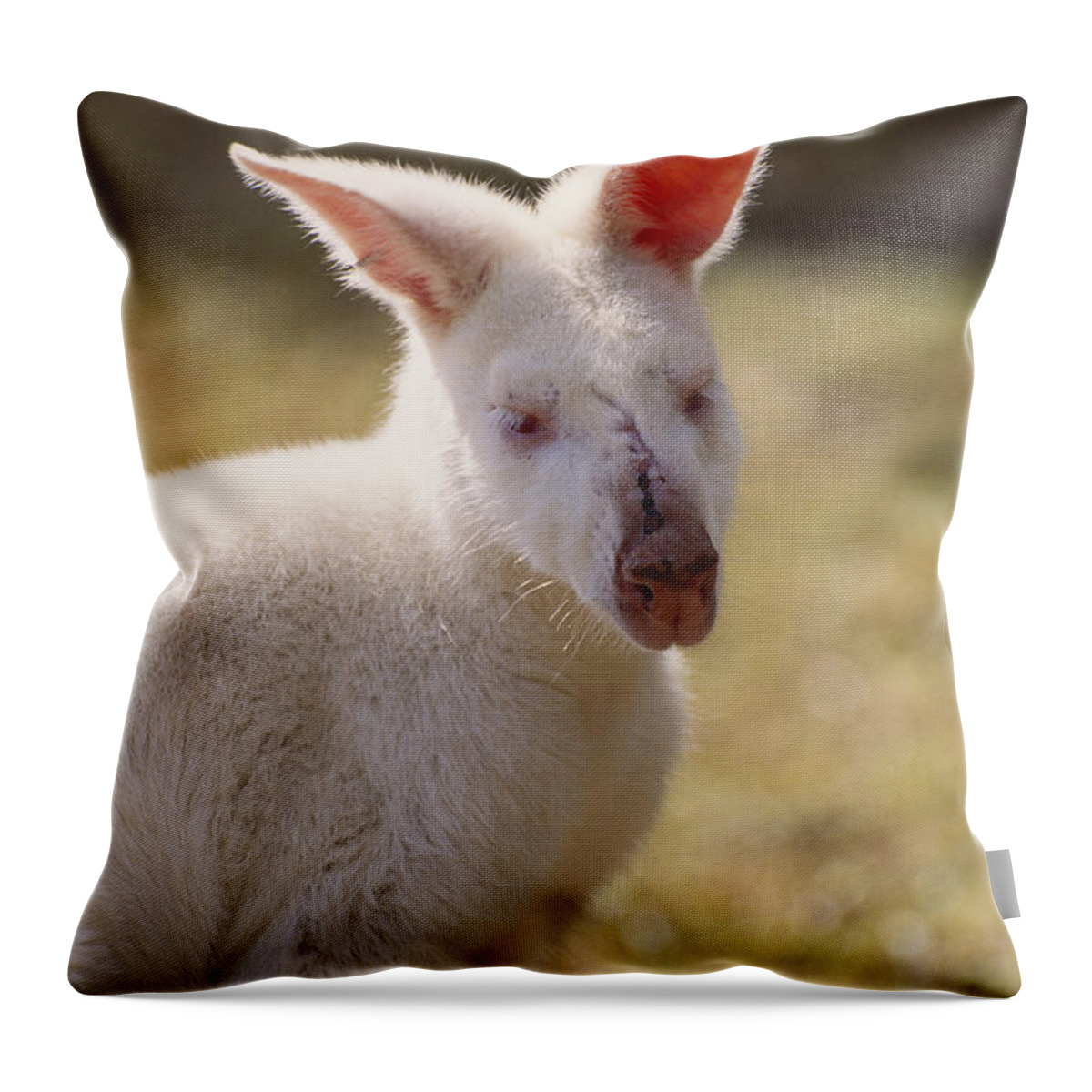 Nature Throw Pillow featuring the photograph Albino Wallaby by Art Wolfe