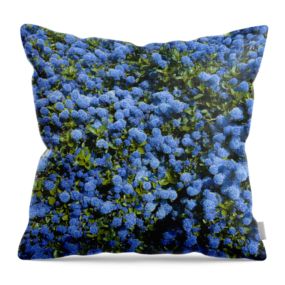 Anniversary Throw Pillow featuring the photograph All Blue by Svetlana Sewell