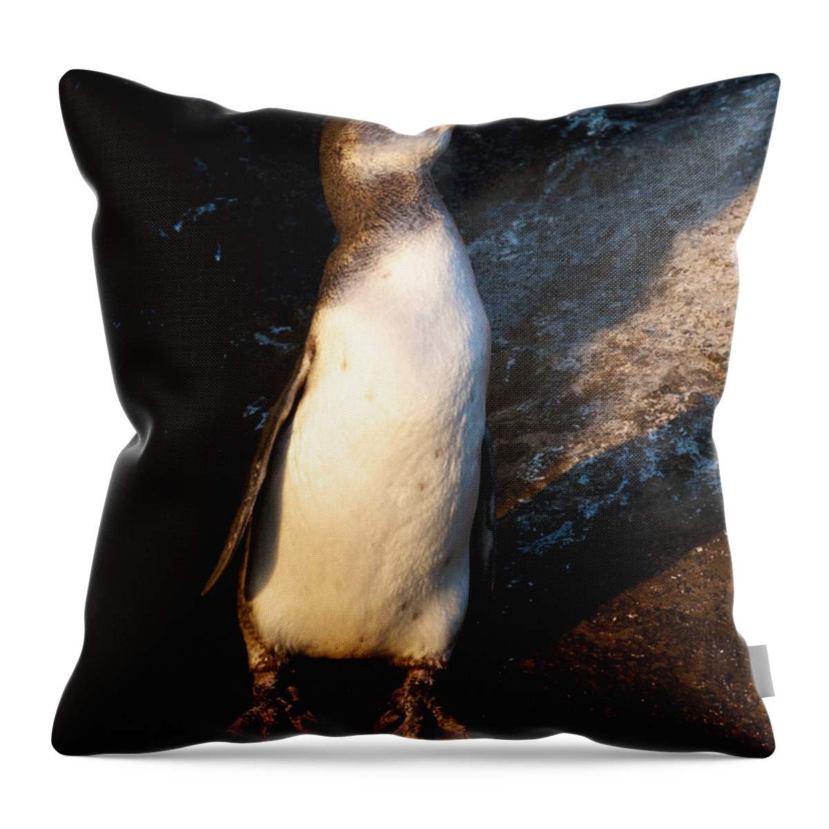 Galapagos Islands Throw Pillow featuring the photograph All Dressed Up by David Beebe