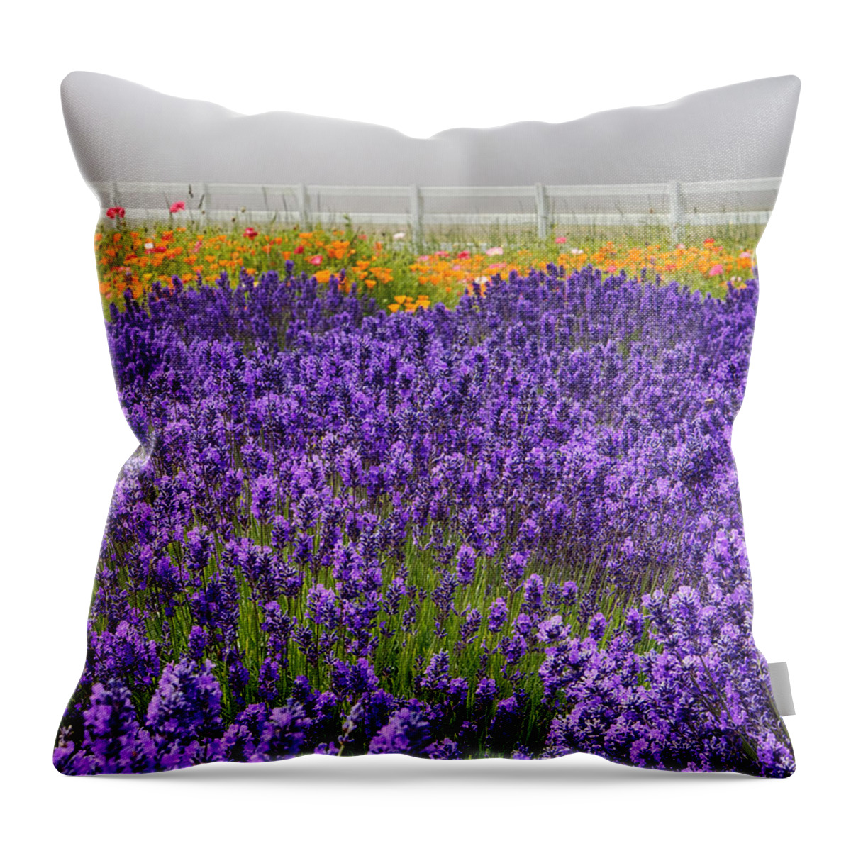 Lavender; Purple; Summer; Sequim; Poppies; White Fence; Fog Throw Pillow featuring the photograph All Fenced In by Eggers Photography