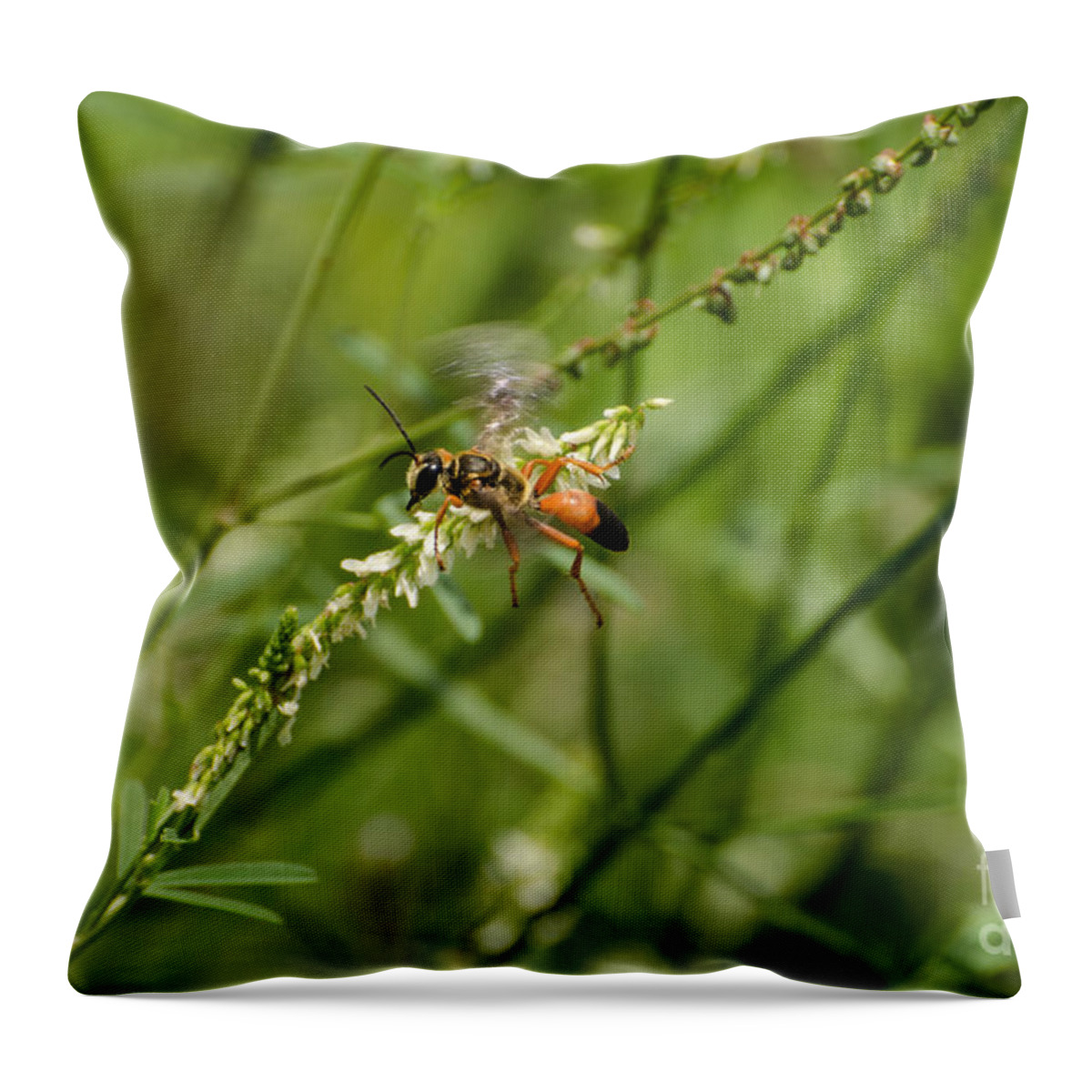 Insect Throw Pillow featuring the photograph All To Myself by Donna Brown