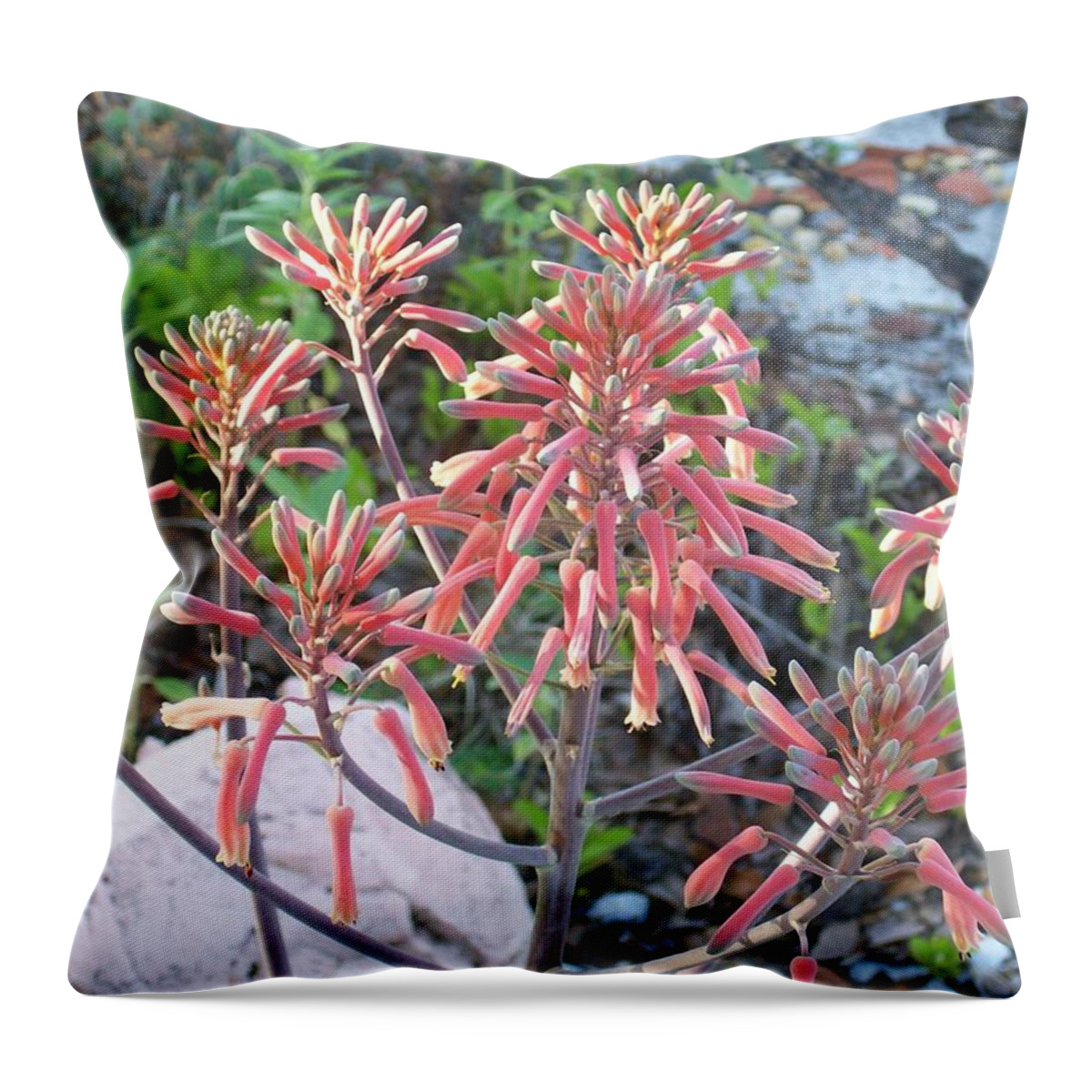 Succulent Aloe Plant With Mature Throw Pillow featuring the photograph Aloe in Bloom by Belinda Lee