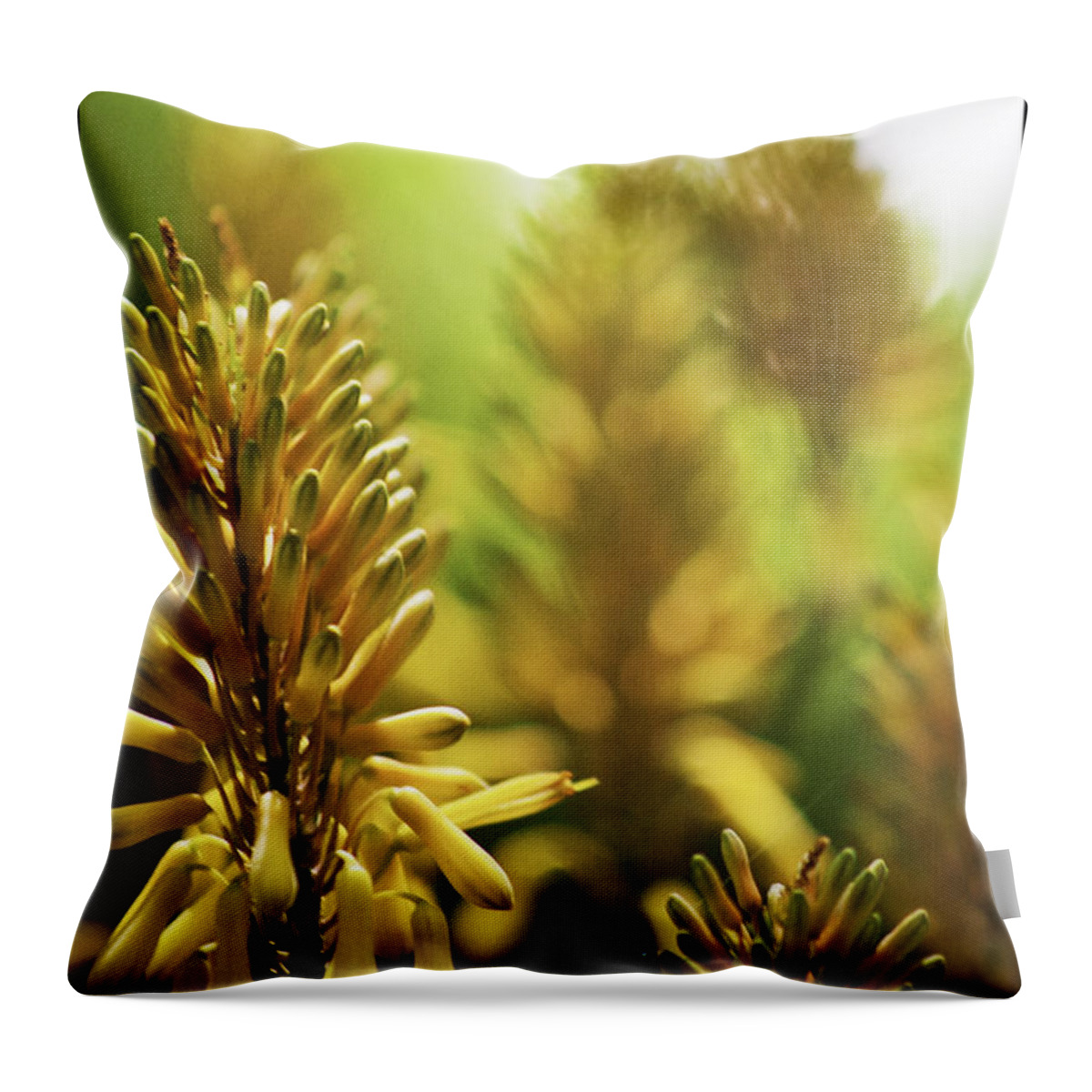 Aloe Throw Pillow featuring the photograph Aloe 'kujo' Plant by Richard J Thompson 