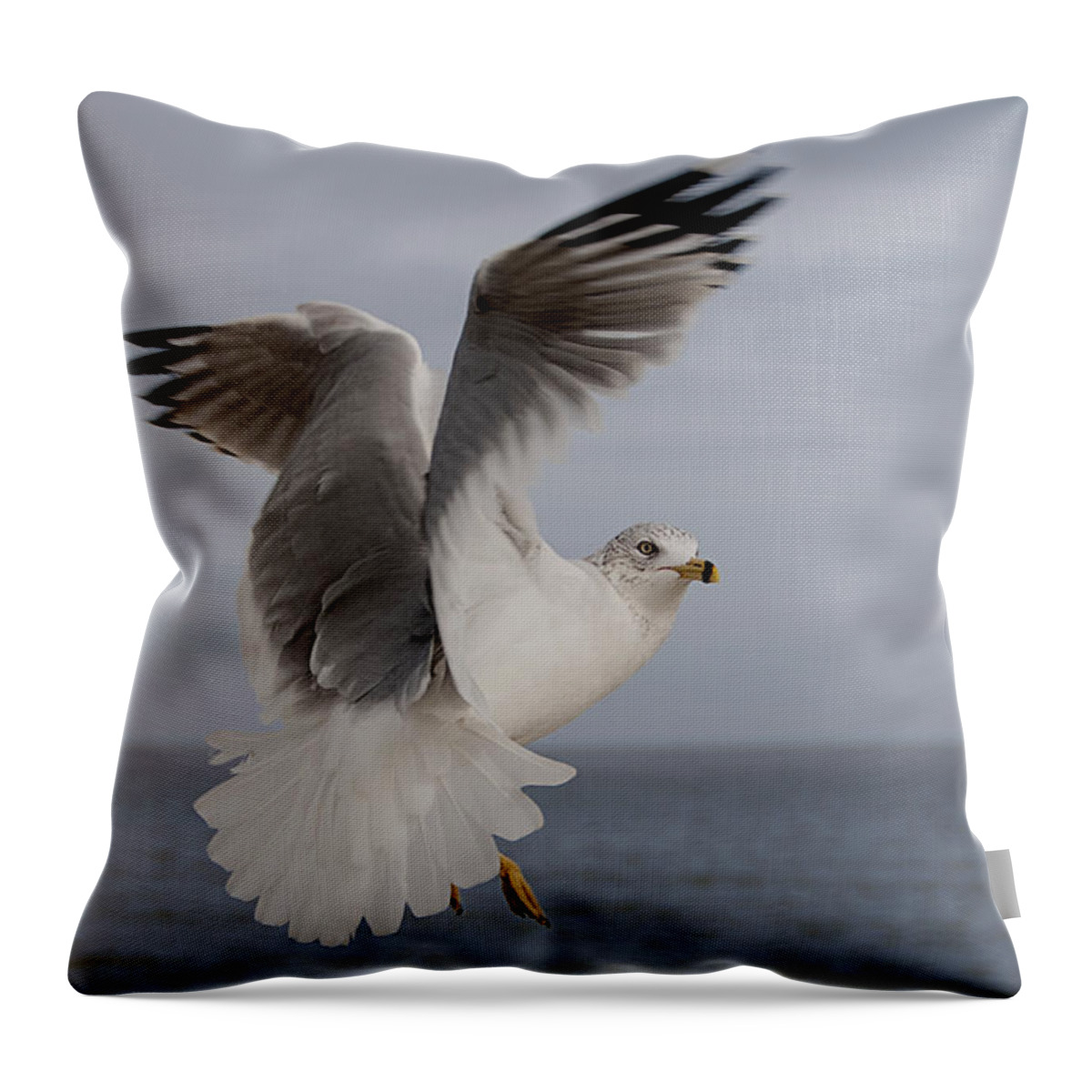 Gull Throw Pillow featuring the photograph Aloft I by Carol Erikson