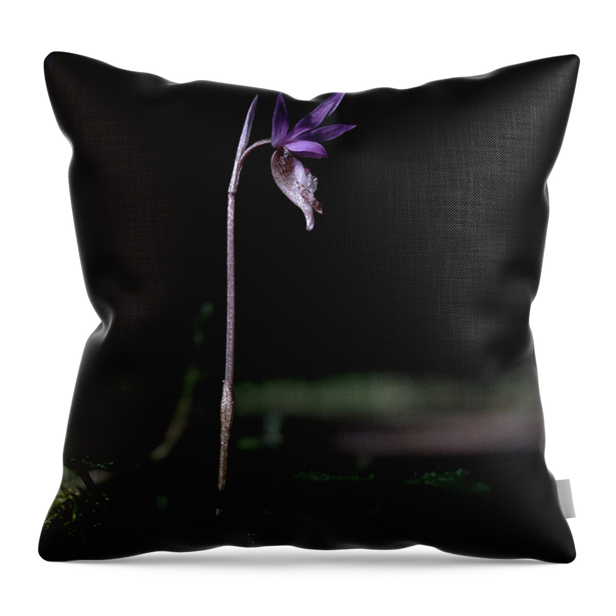 Calypso Orchid Throw Pillow featuring the photograph Alone in the Forest by Betty Depee