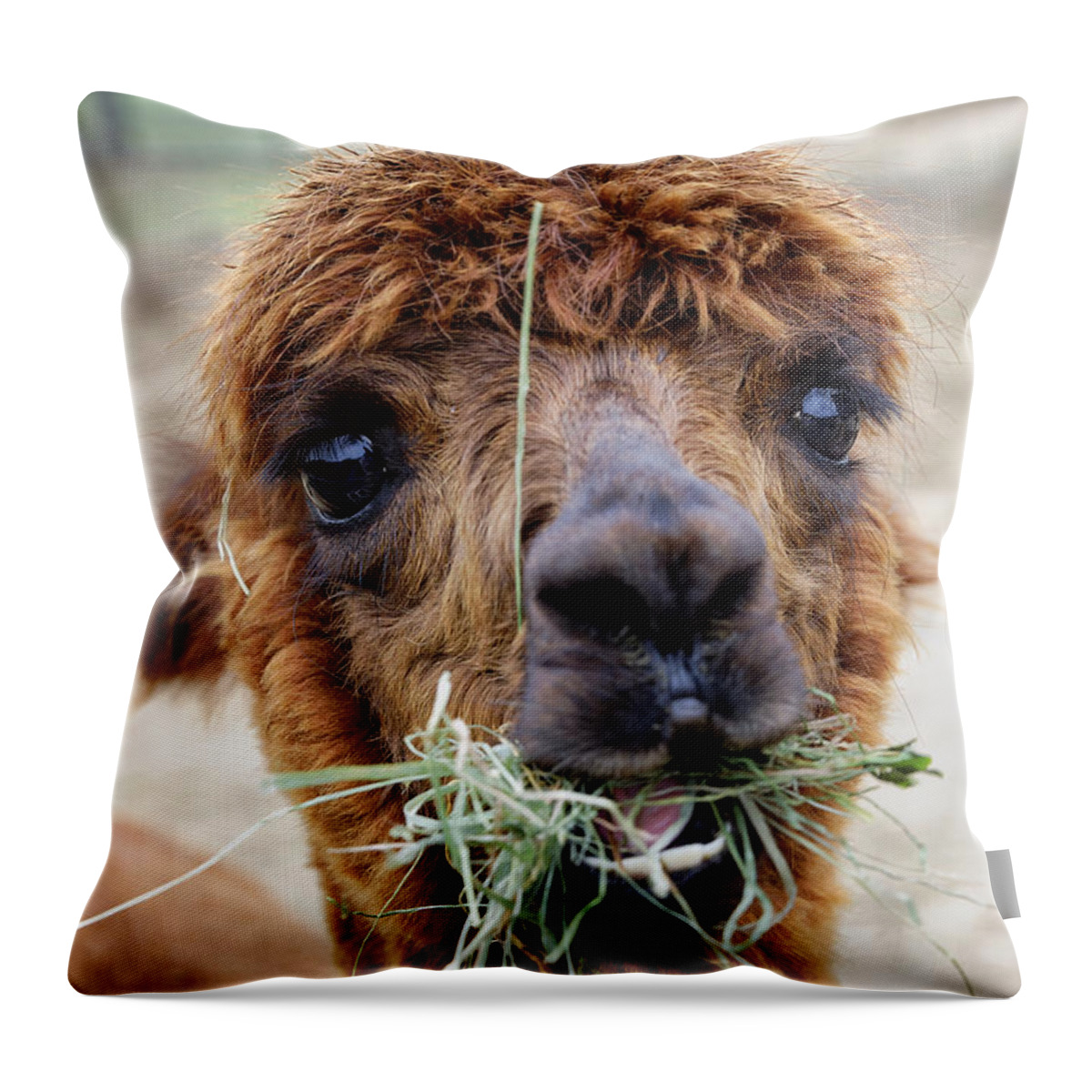 Alpacas Throw Pillow featuring the photograph Alpaca by John Greim