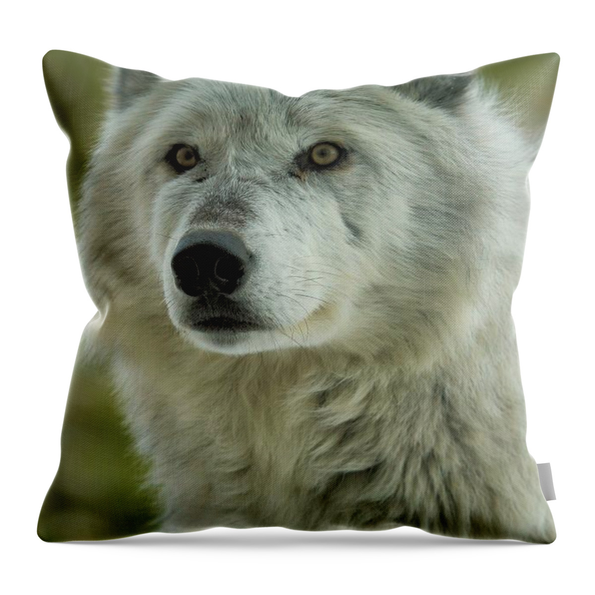 Alpha Wolf Throw Pillow featuring the photograph Alpha In The Wind by Adam Jewell