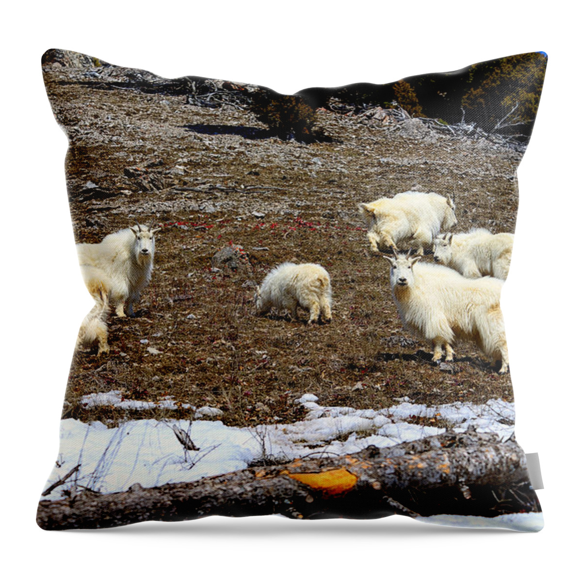 Mountain Goat Throw Pillow featuring the photograph Alpine Mountain Goats by Greg Norrell