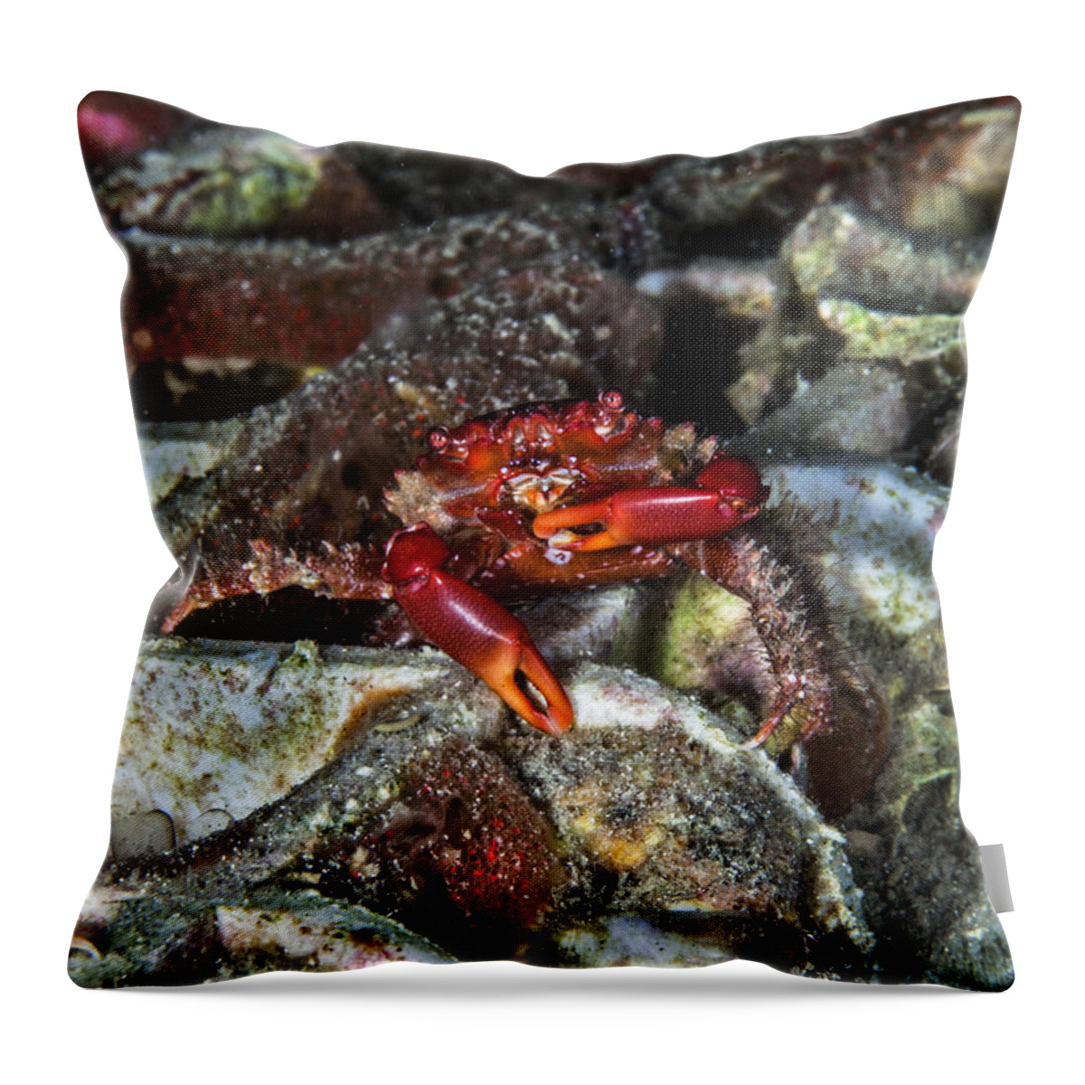 Crab Throw Pillow featuring the photograph Am I Red? by Sandra Edwards