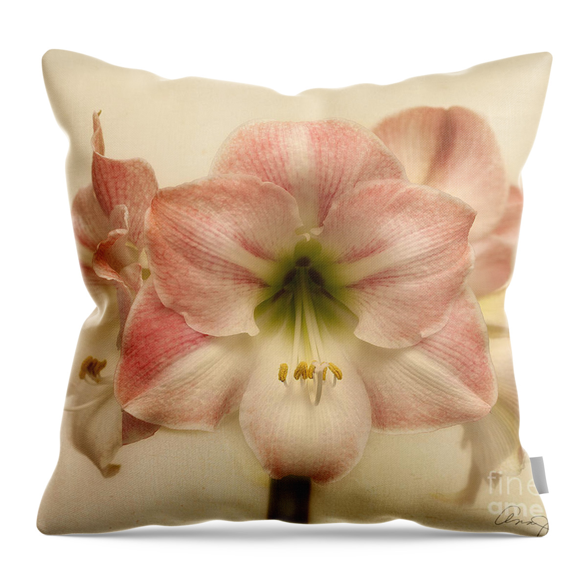 #flower #floral #floralphotography #macro #amaryllis #pinkandwhite #4flowers Throw Pillow featuring the photograph Amaryllis Apple Blossom by Ann Jacobson