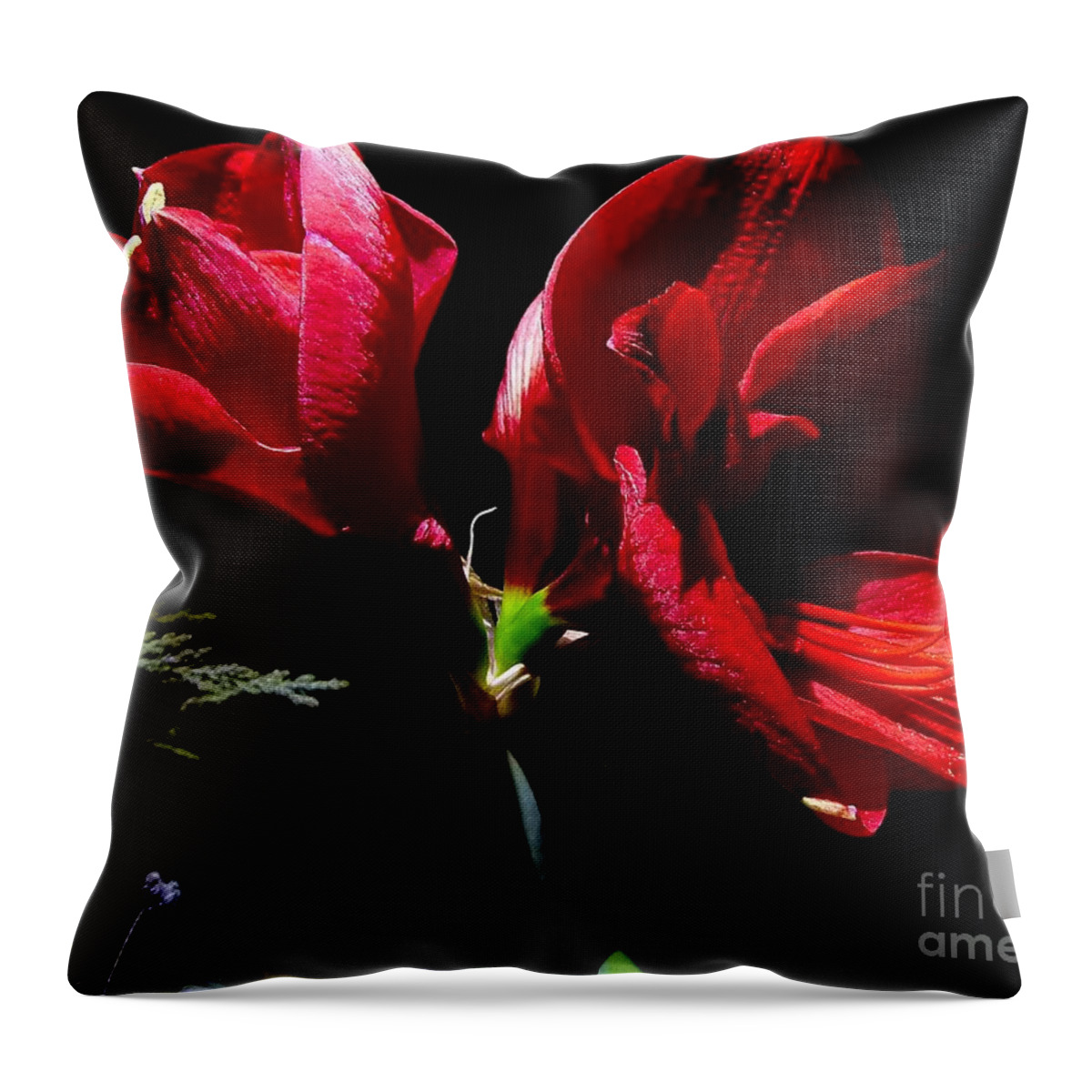 Floral Throw Pillow featuring the photograph Amaryllis Duet by Julia Hassett