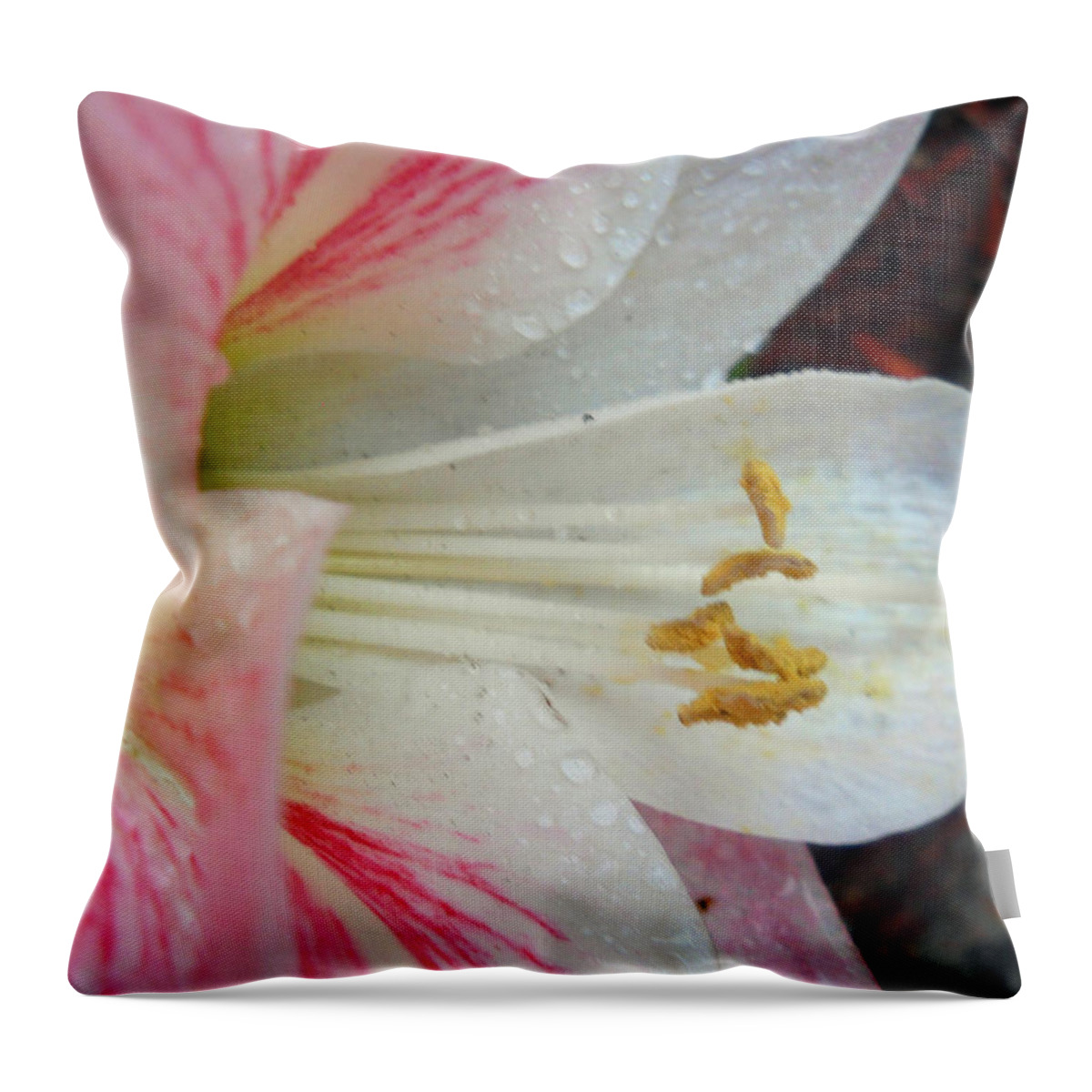 Amaryllis Throw Pillow featuring the photograph Amaryllis Kissed with Dew by Judy Hall-Folde