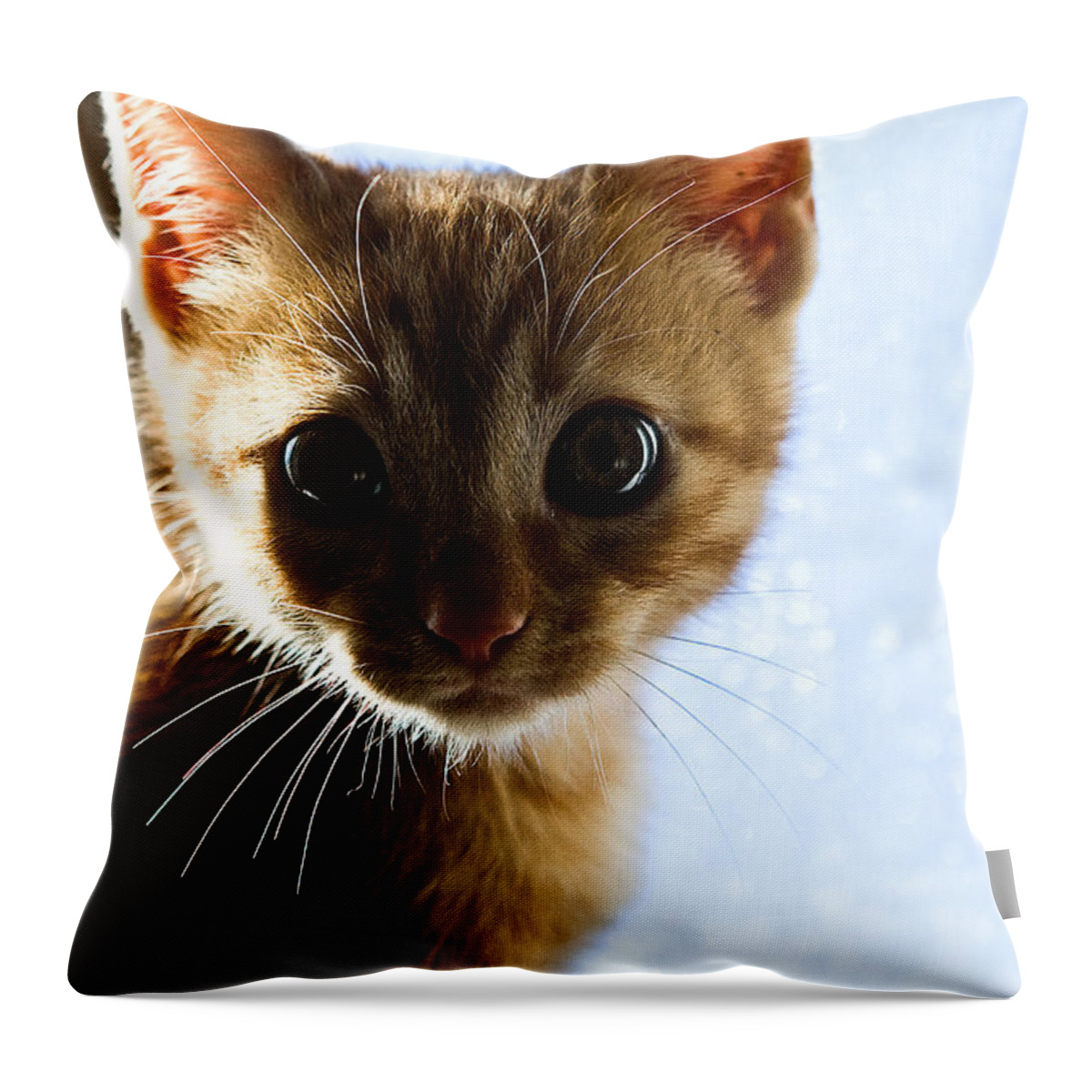 Cat Throw Pillow featuring the photograph Amazed by Jorge Maia