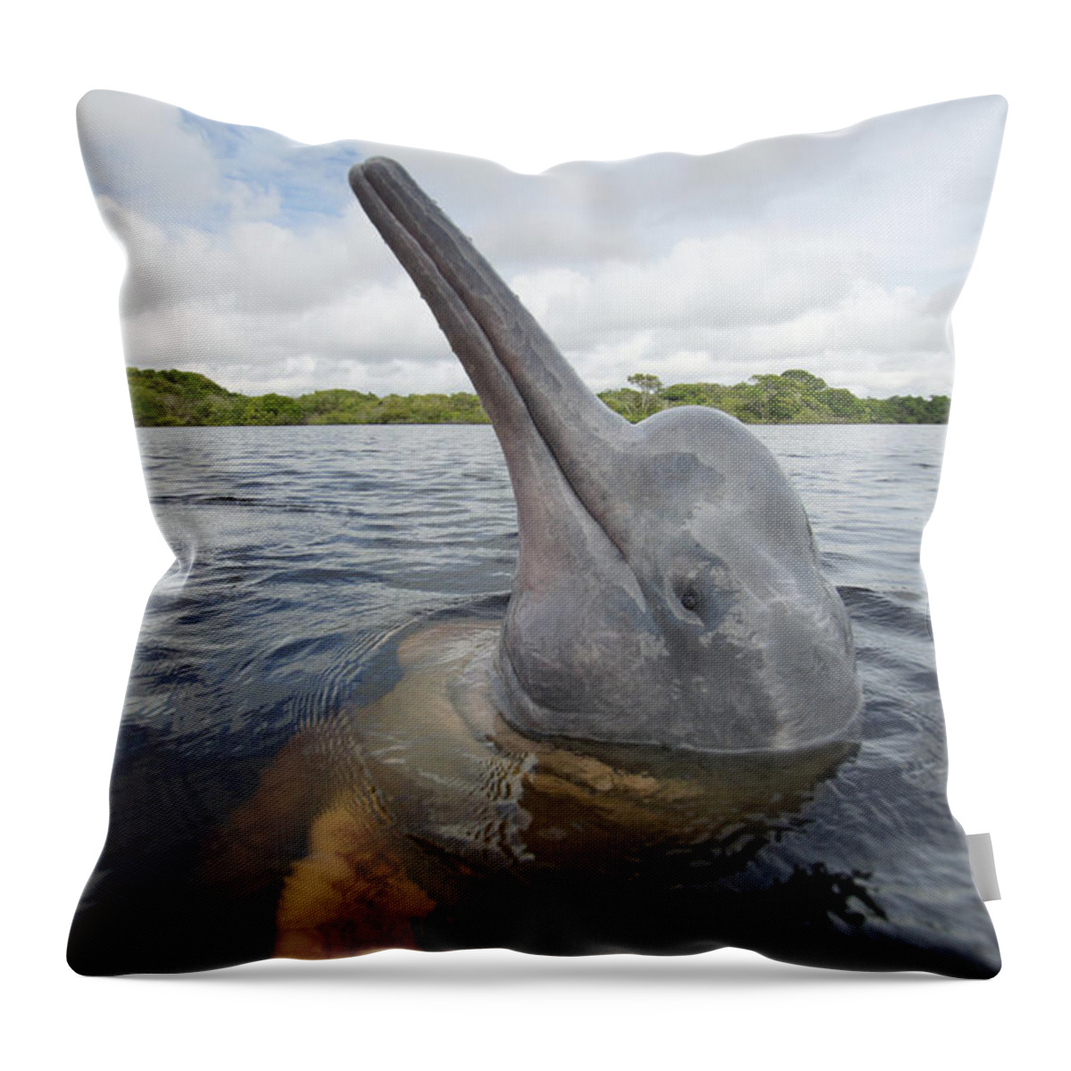 Feb0514 Throw Pillow featuring the photograph Amazon River Dolphin Spy-hopping Rio by Hiroya Minakuchi