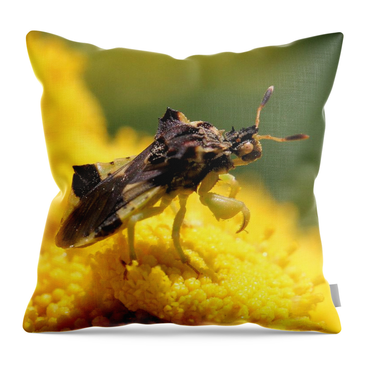 Ambush Bug Throw Pillow featuring the photograph Ambush Bug about to lift off by Doris Potter