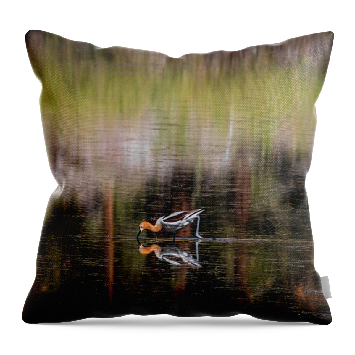 American Avocet Throw Pillow featuring the photograph American Avocet 2 by Mitch Shindelbower