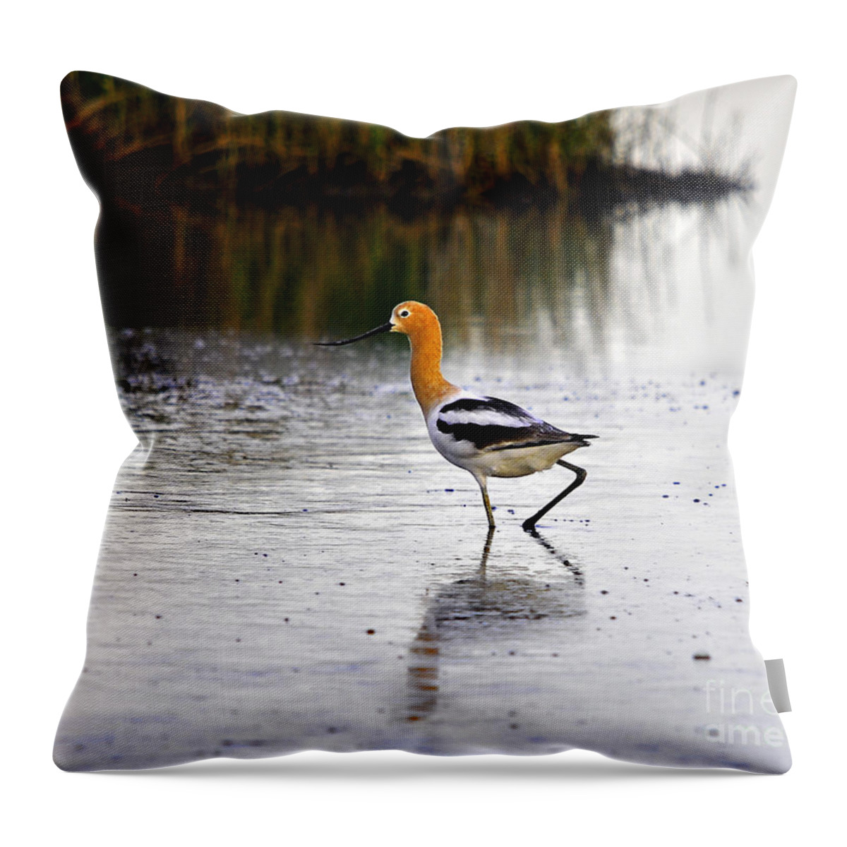 Wading Bird Throw Pillow featuring the photograph American Avocet by Al Powell Photography USA