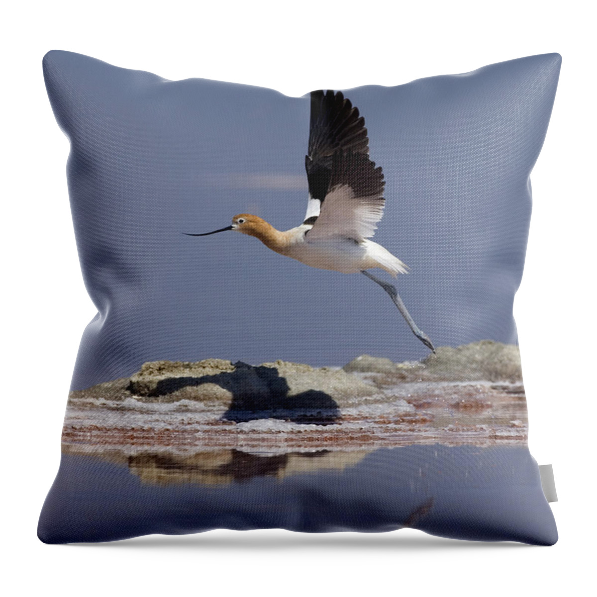 American Avocet Throw Pillow featuring the photograph American Avocet by Anthony Mercieca