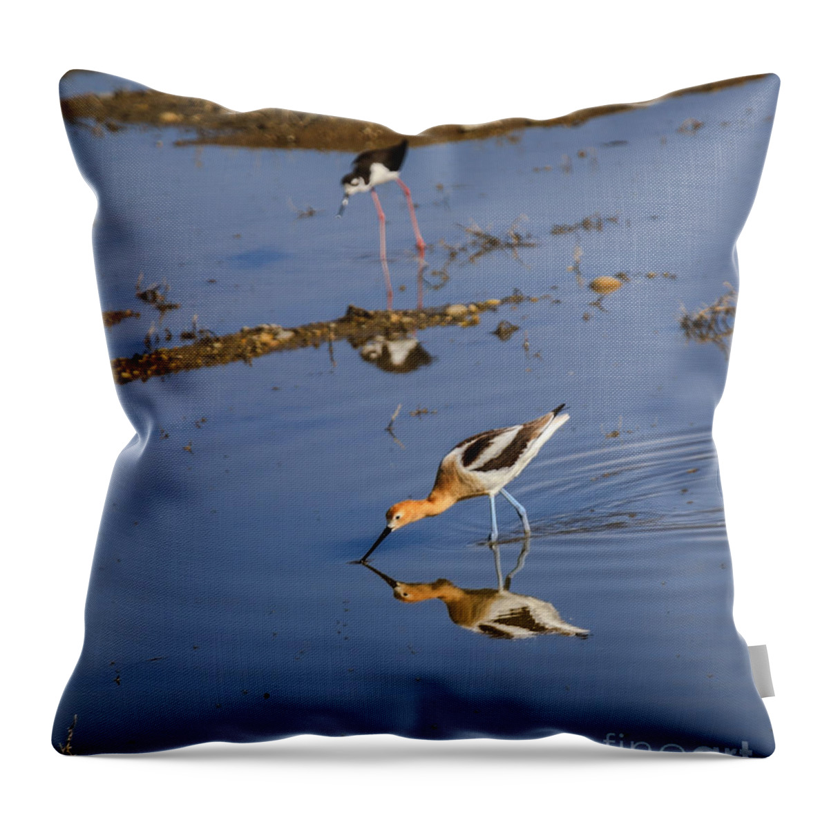 Wildlife Throw Pillow featuring the photograph American Avocet Searching For Food by Robert Bales