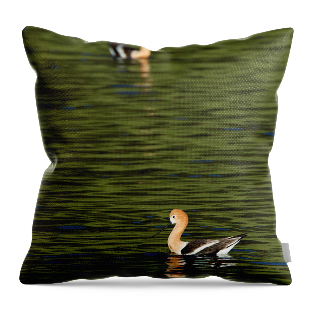American Avocet Throw Pillow featuring the photograph American Avocets by Max Waugh