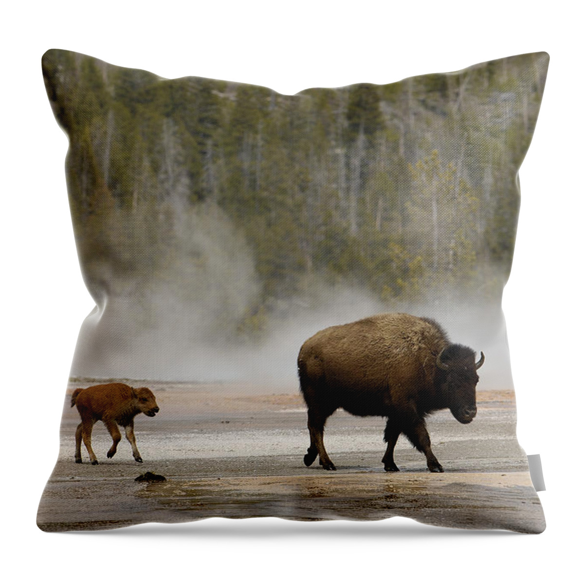 00210680 Throw Pillow featuring the photograph American Bison Mother and Calf by Pete Oxford