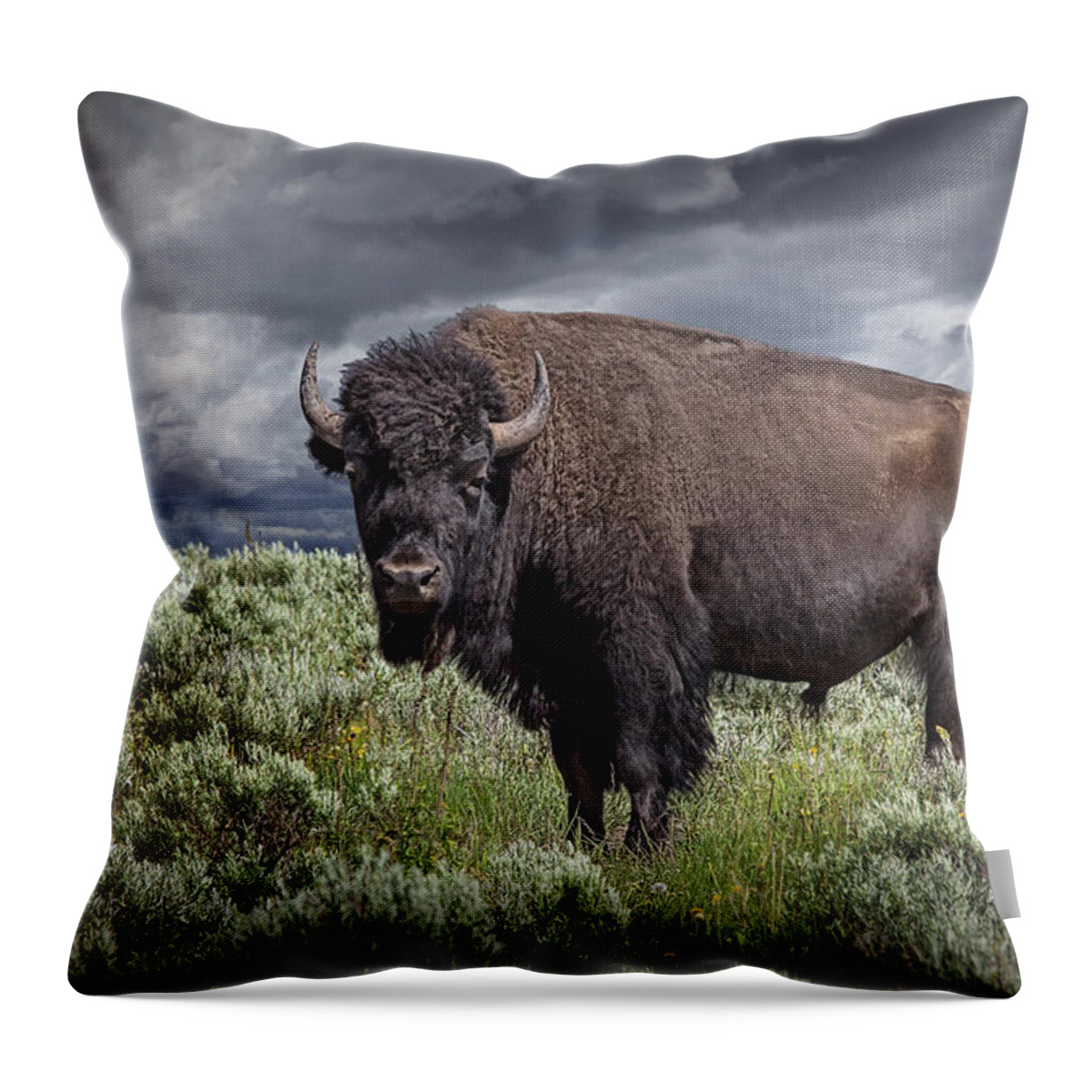 Bison Throw Pillow featuring the photograph American Buffalo or Bison in Yellowstone by Randall Nyhof