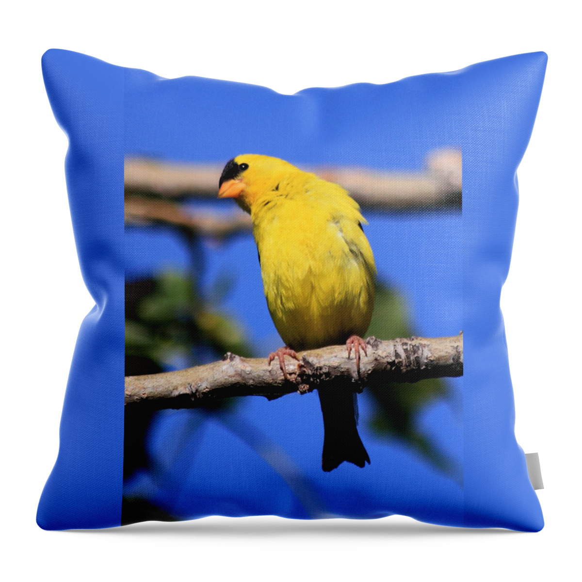 American Goldfinch Throw Pillow featuring the photograph American Goldfinch by Shane Bechler