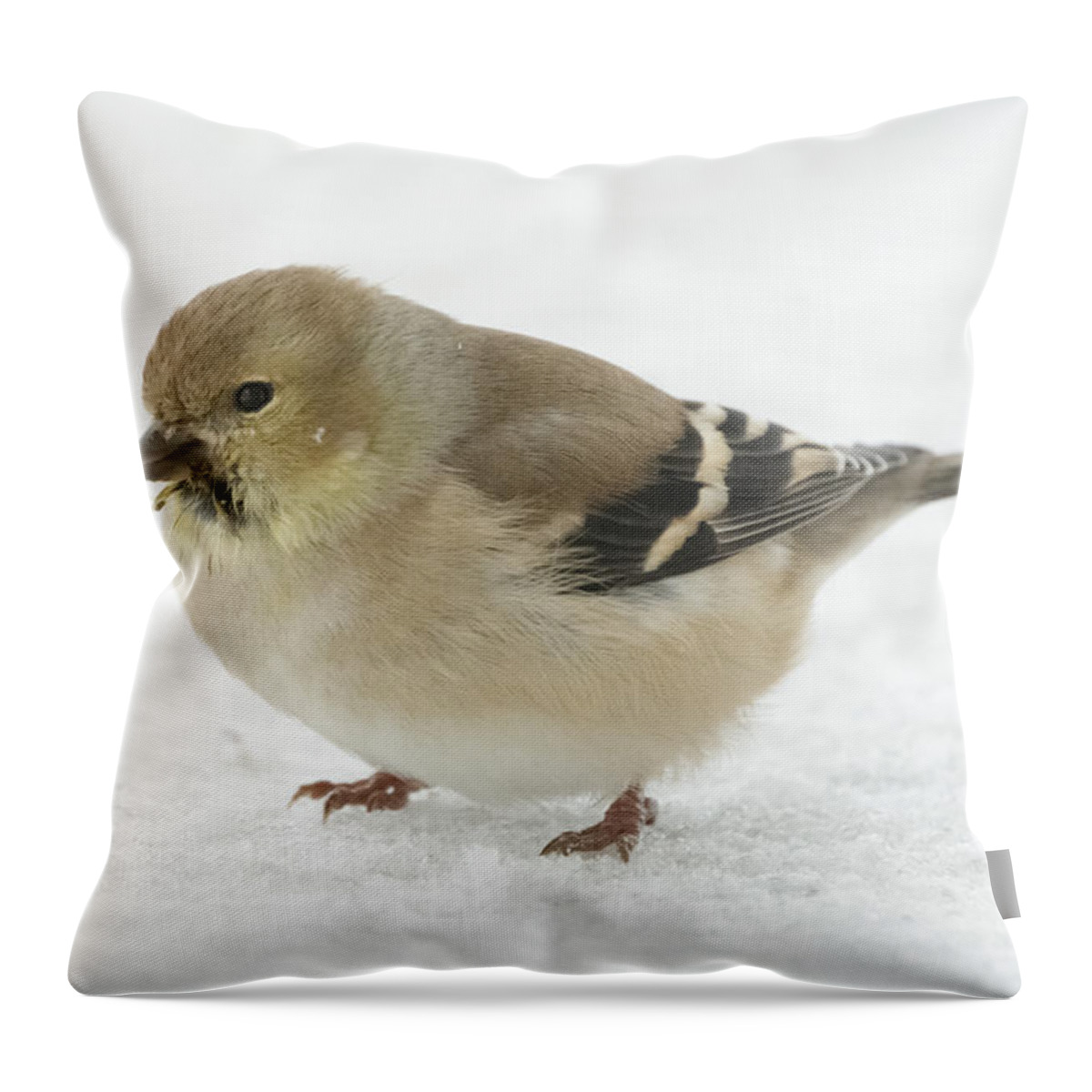 Jan Holden Throw Pillow featuring the photograph American Goldfinch in the Snow by Holden The Moment