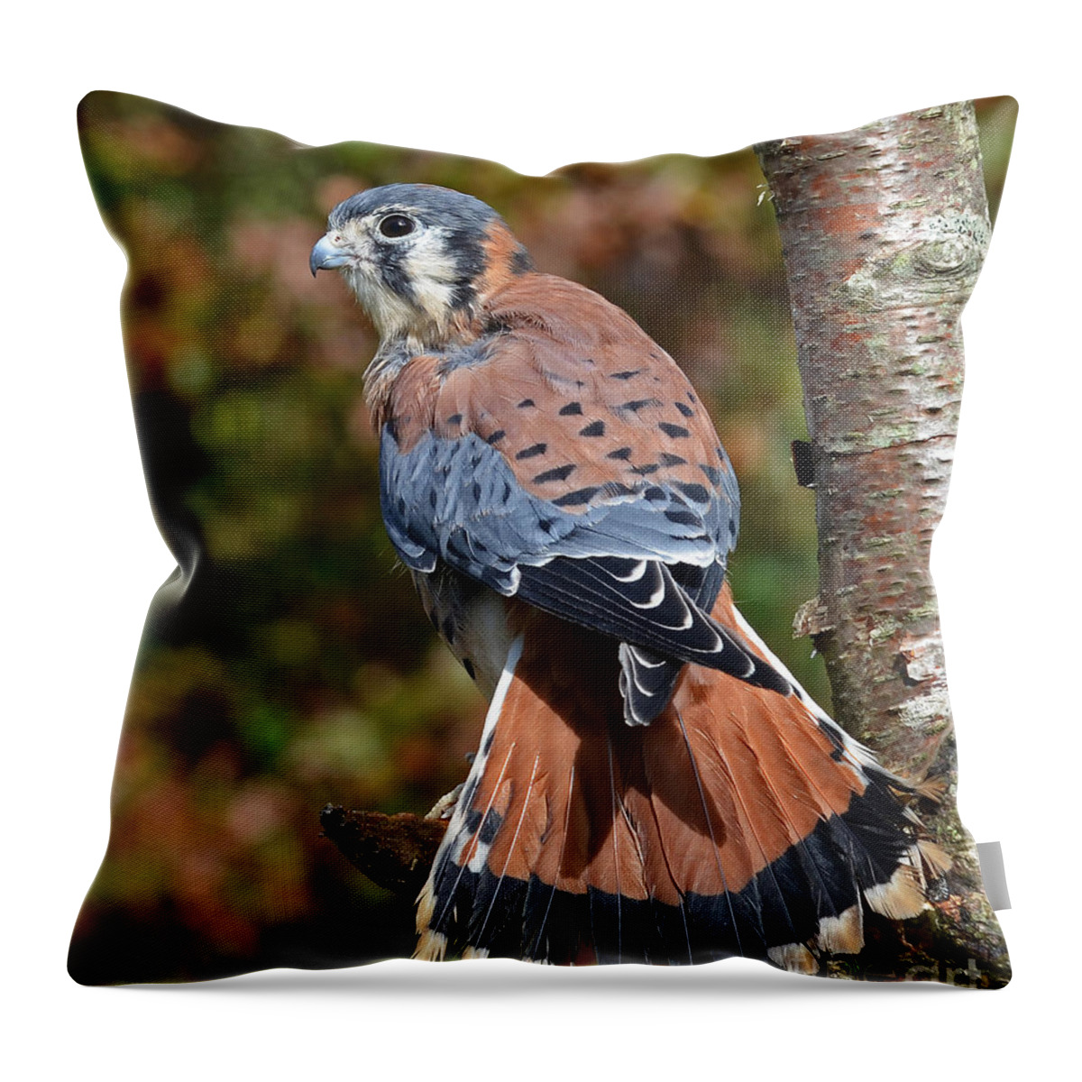 Kestral Throw Pillow featuring the photograph American Kestral Portrait by Rodney Campbell