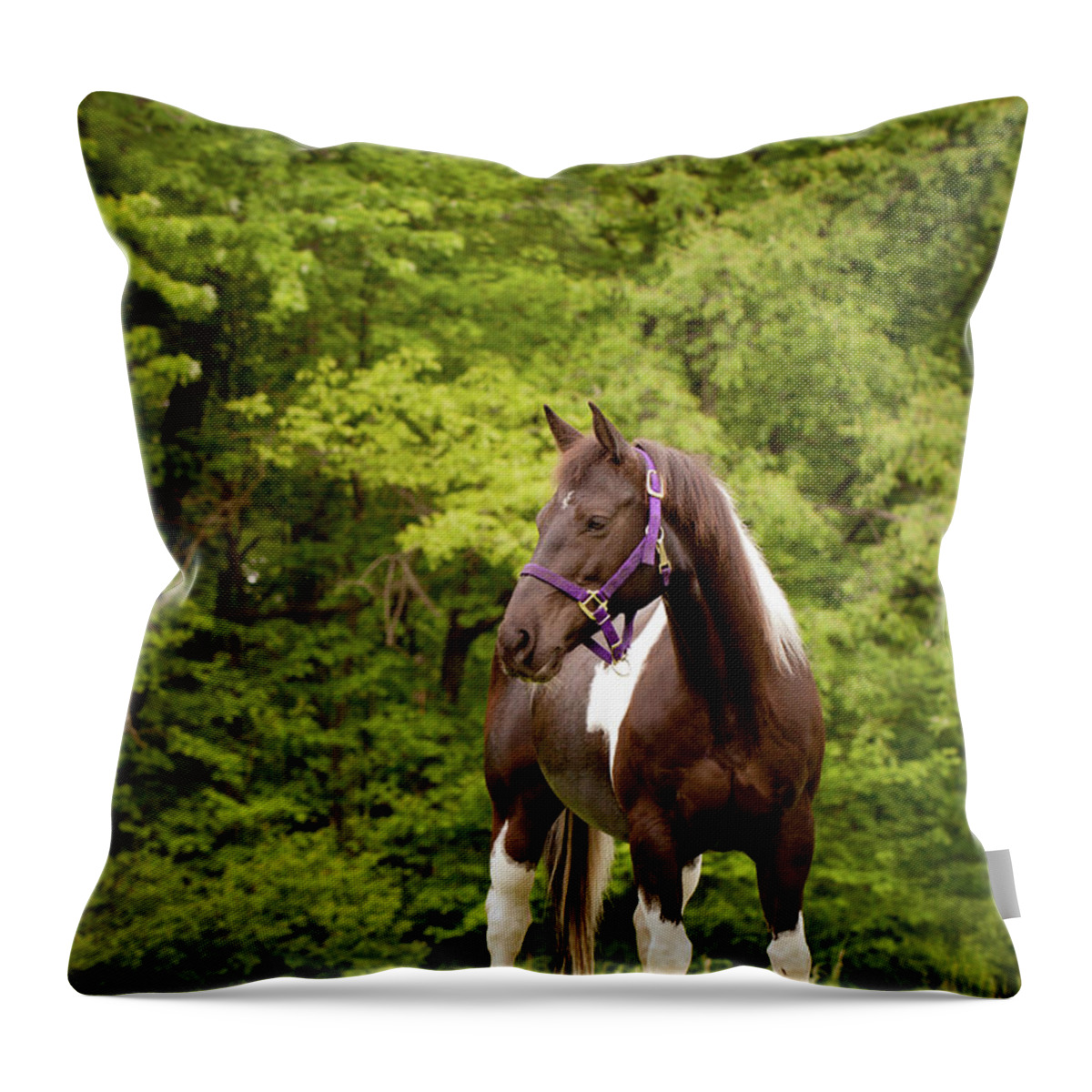 Horse Throw Pillow featuring the photograph American Paint Horse Standing In Field by Kerri Wile