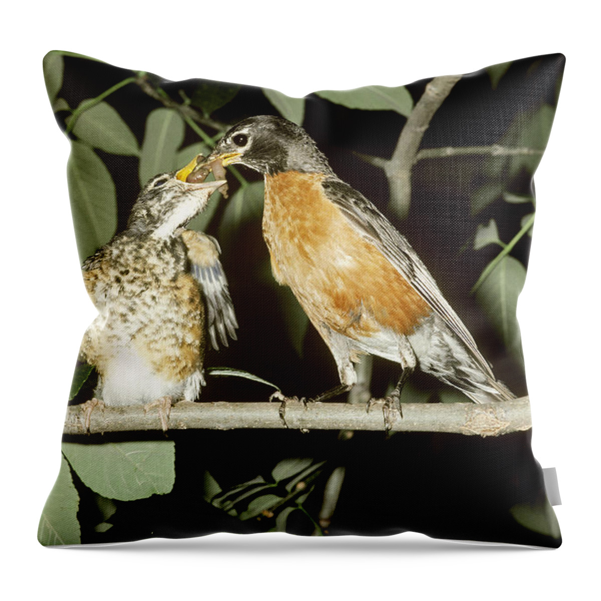 Adult Throw Pillow featuring the photograph American Robin Feeding Young by John Mitchell